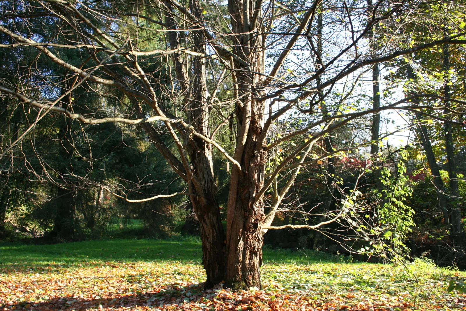 Katsura Tree (Cercidiphyllum Japonicum) — Revered for its heart-shaped leaves; the Katsura Tree (Cercidiphyllum japonicum) is a captivating deciduous species