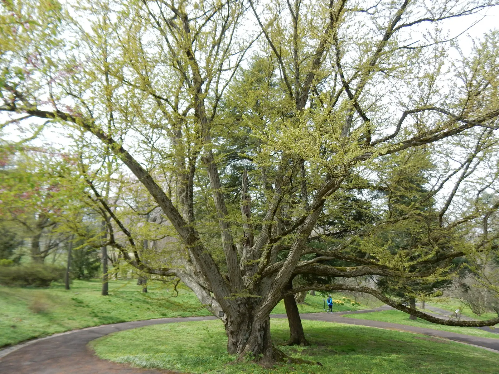 Katsura Tree (Cercidiphyllum Japonicum) — and cooling shade redefine the sensory garden experience for your client; it emits a sweet, burnt sugar, image 70