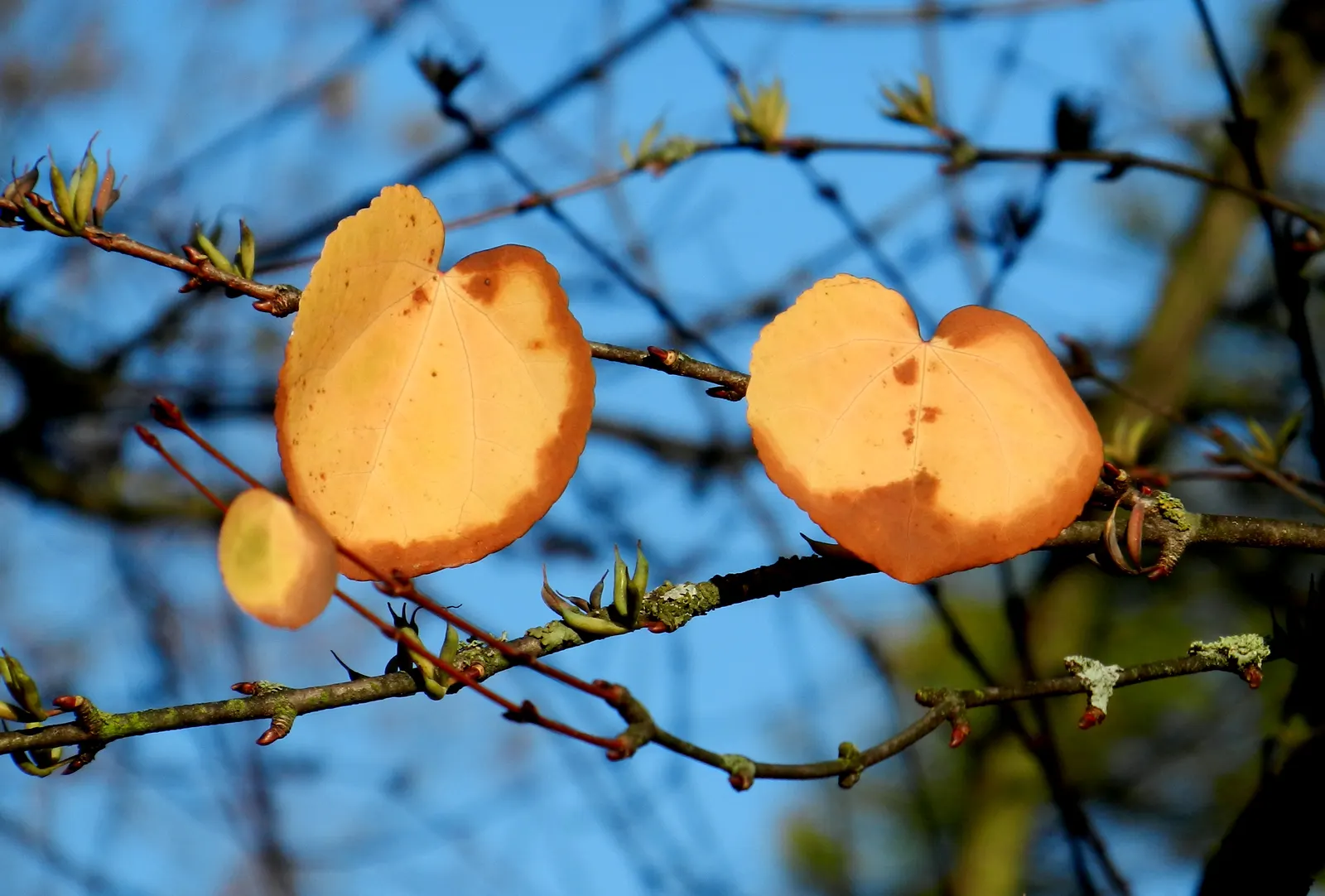 Katsura Tree (Cercidiphyllum Japonicum) — accompanied by a distinctive sweet scent reminiscent of cotton candy or caramel