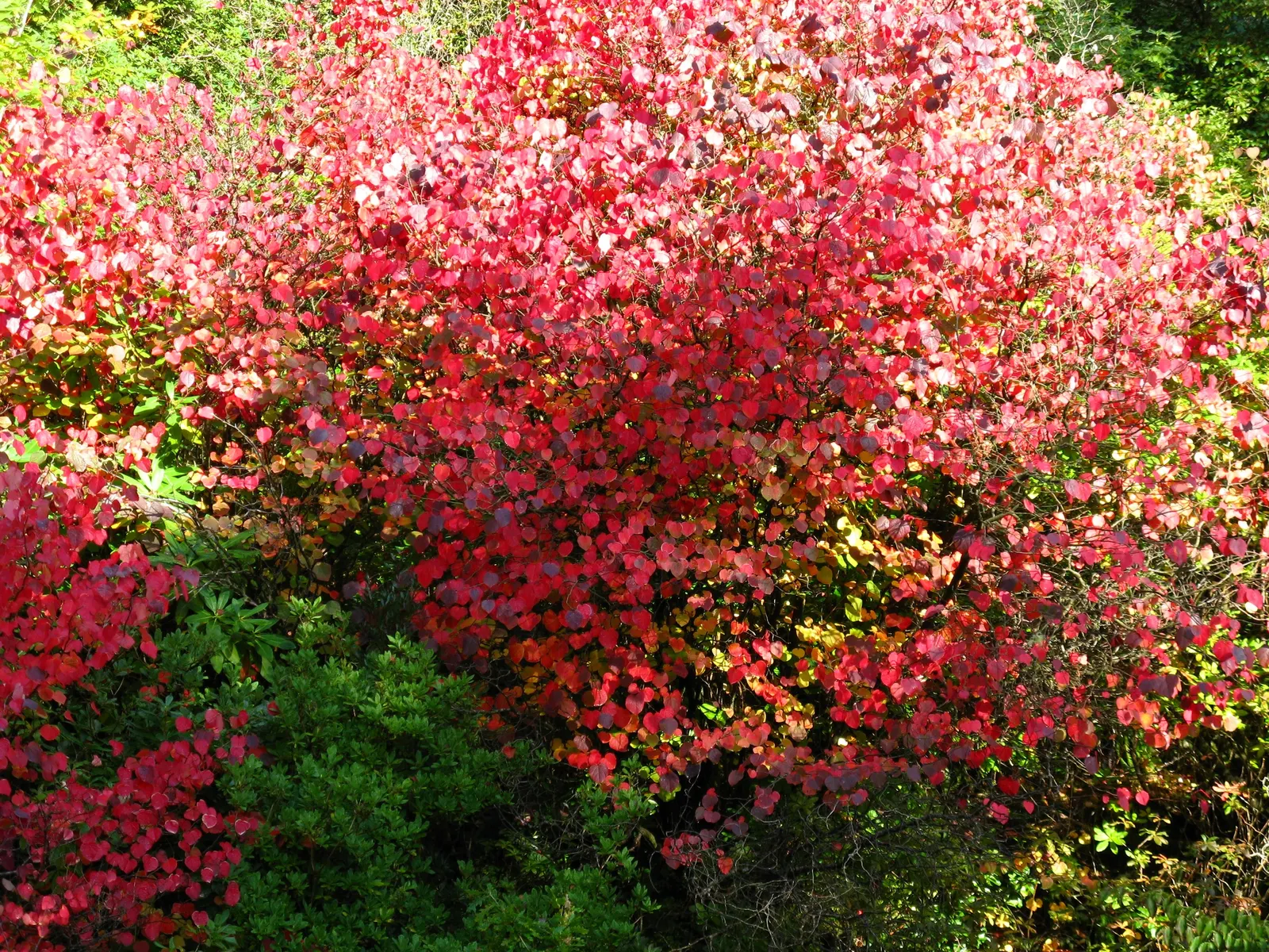 Katsura Tree (Cercidiphyllum Japonicum) — Its growth rate is moderate