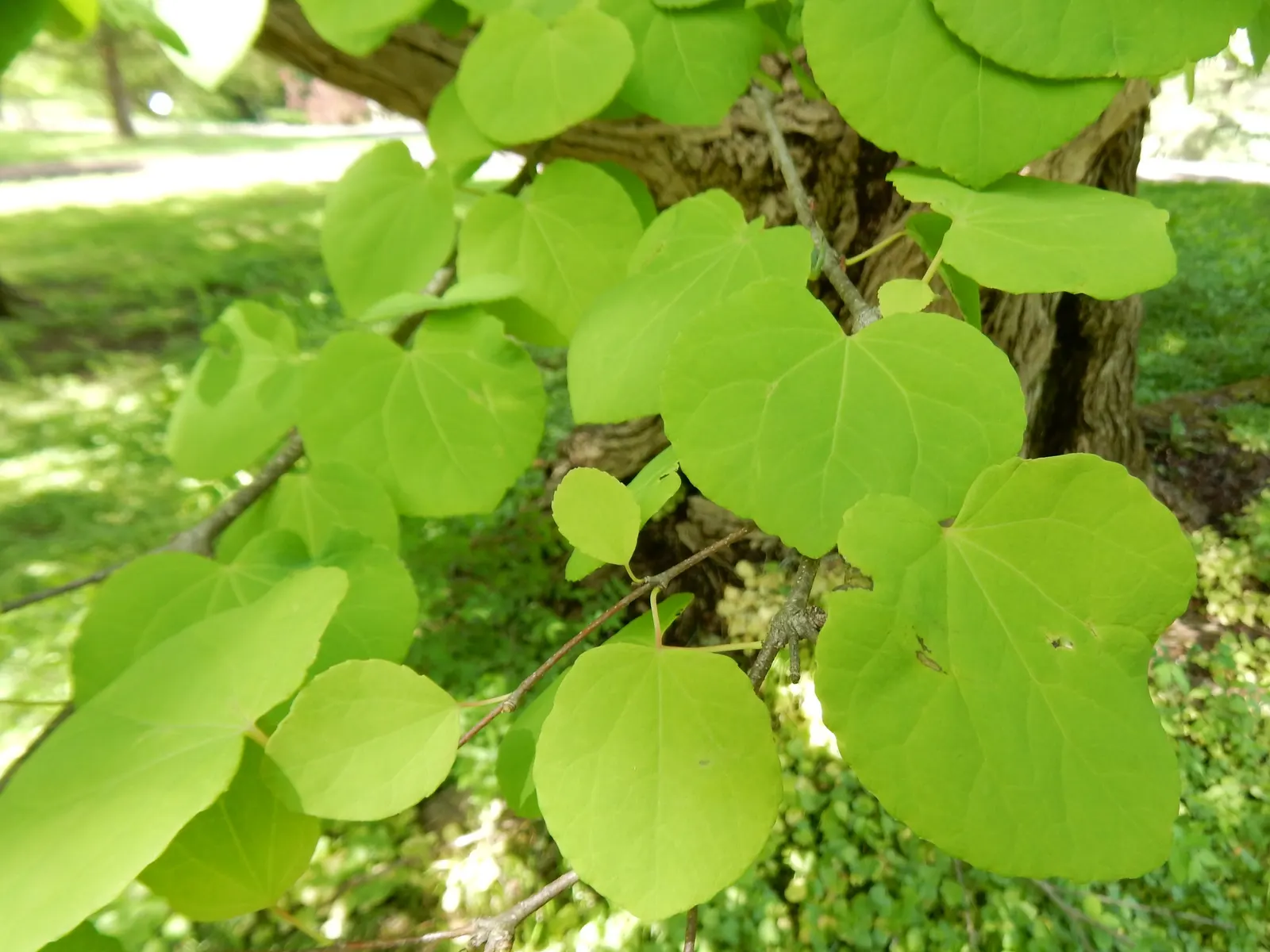 Katsura Tree (Cercidiphyllum Japonicum) — transitioning from lush green to vibrant yellows