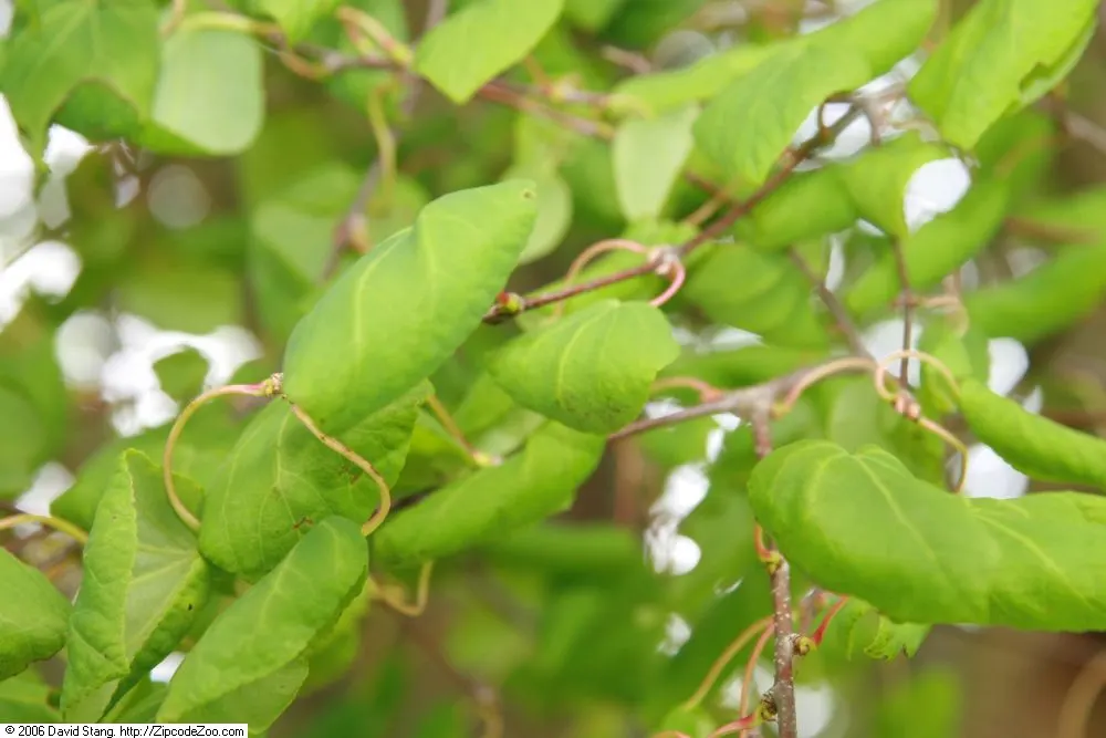 Katsura Tree (Cercidiphyllum Japonicum) — Its growth rate is moderate; the foliage steals the show with shades of yellow