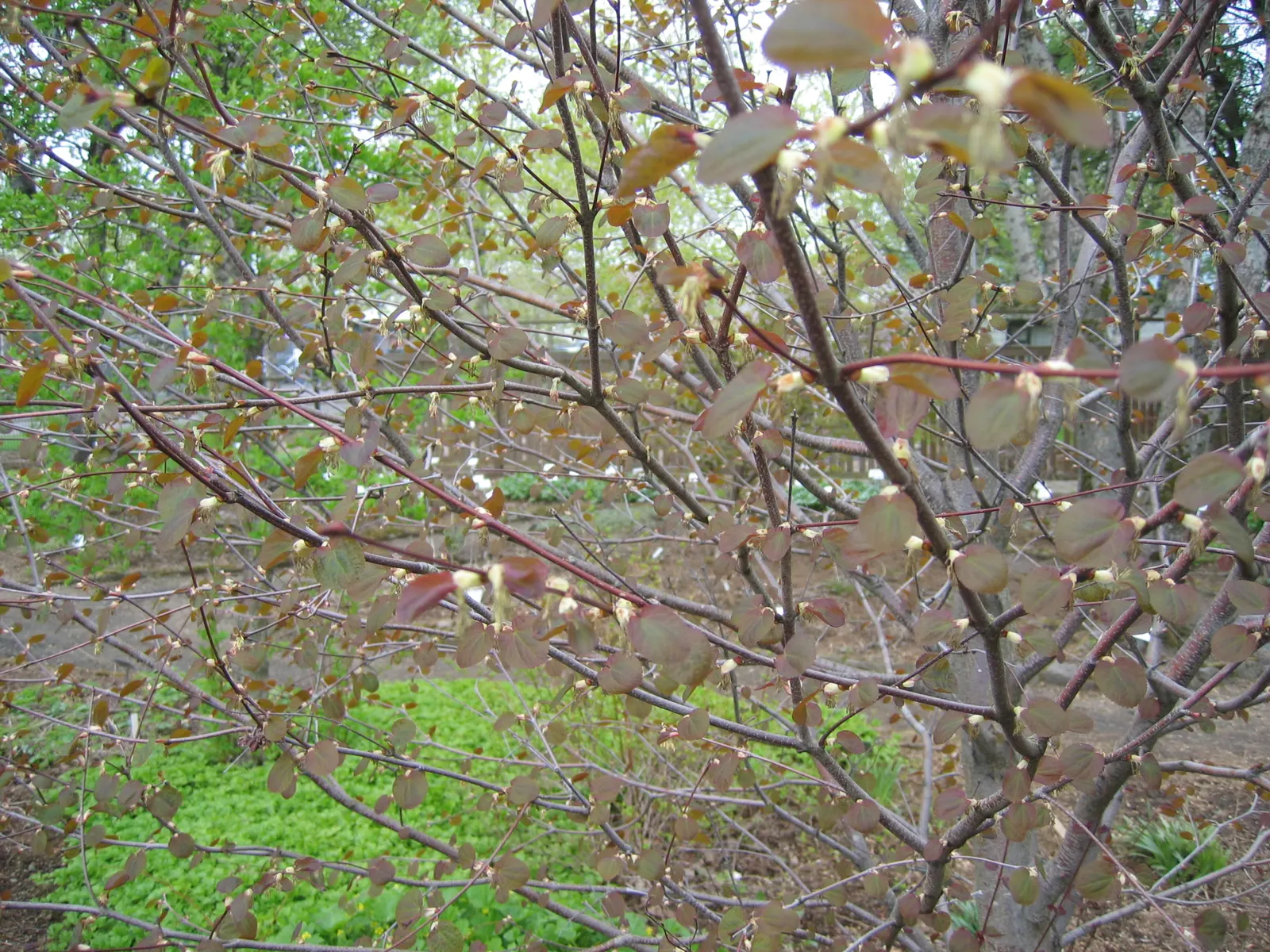 Katsura Tree (Cercidiphyllum Japonicum) — maturing to approximately 40-60 feet tall