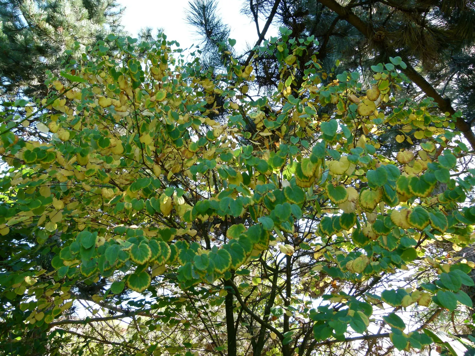 Katsura Tree (Cercidiphyllum Japonicum) — the foliage steals the show with shades of yellow; its growth rate is moderate