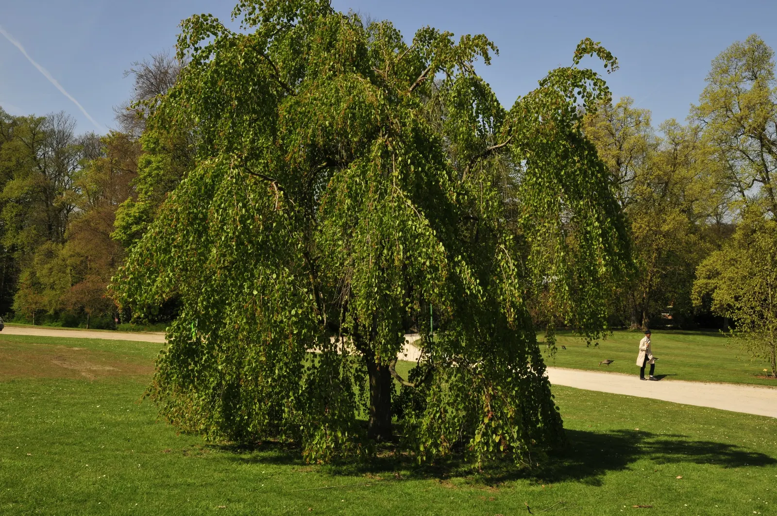 Katsura Tree (Cercidiphyllum Japonicum) — Sensitive to drought and heat, it is important to ensure adequate watering, particularly in dryer climates, image 68