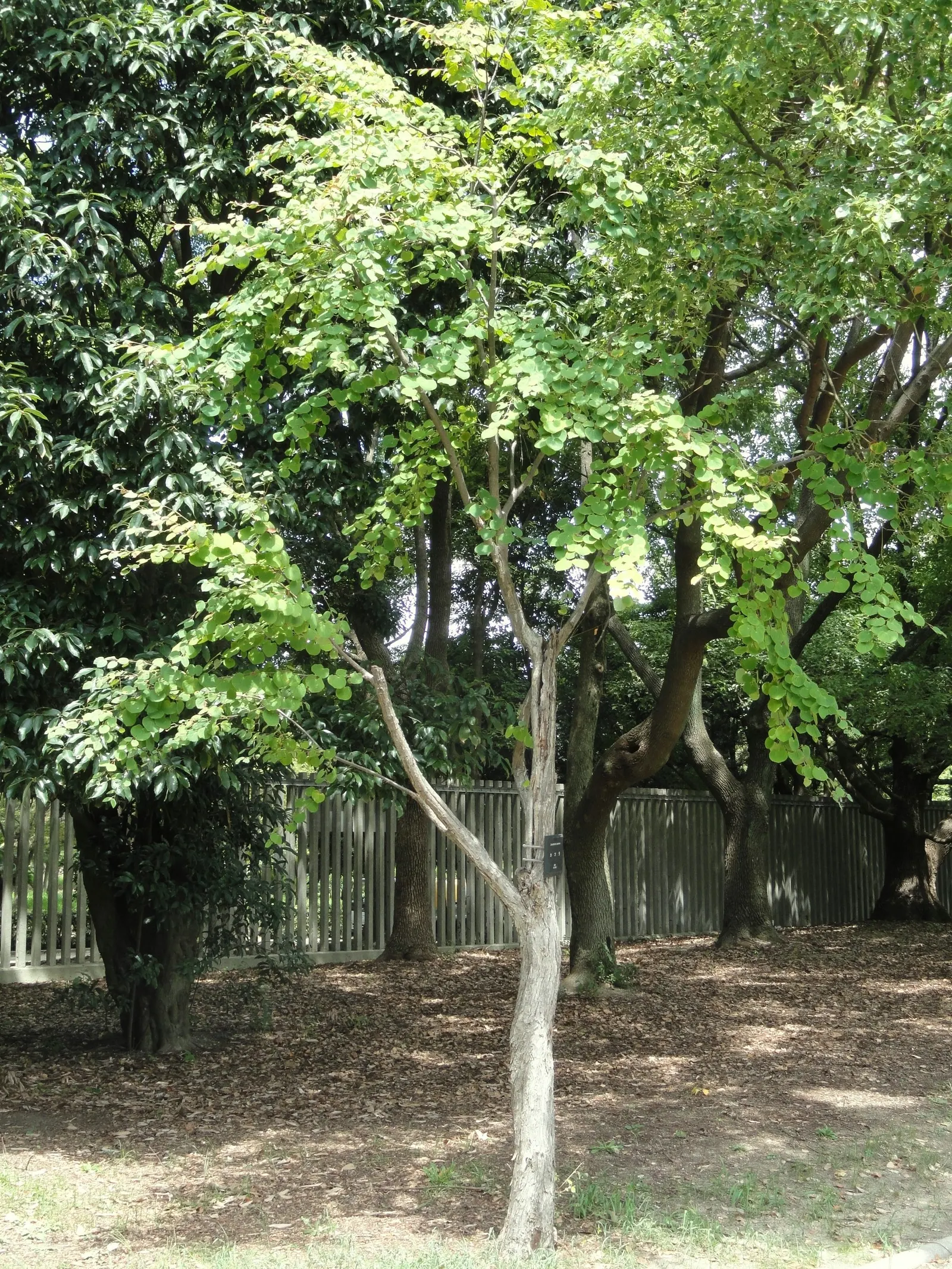Katsura Tree (Cercidiphyllum Japonicum) — due to its shallow root system; tree for full or half, image 69