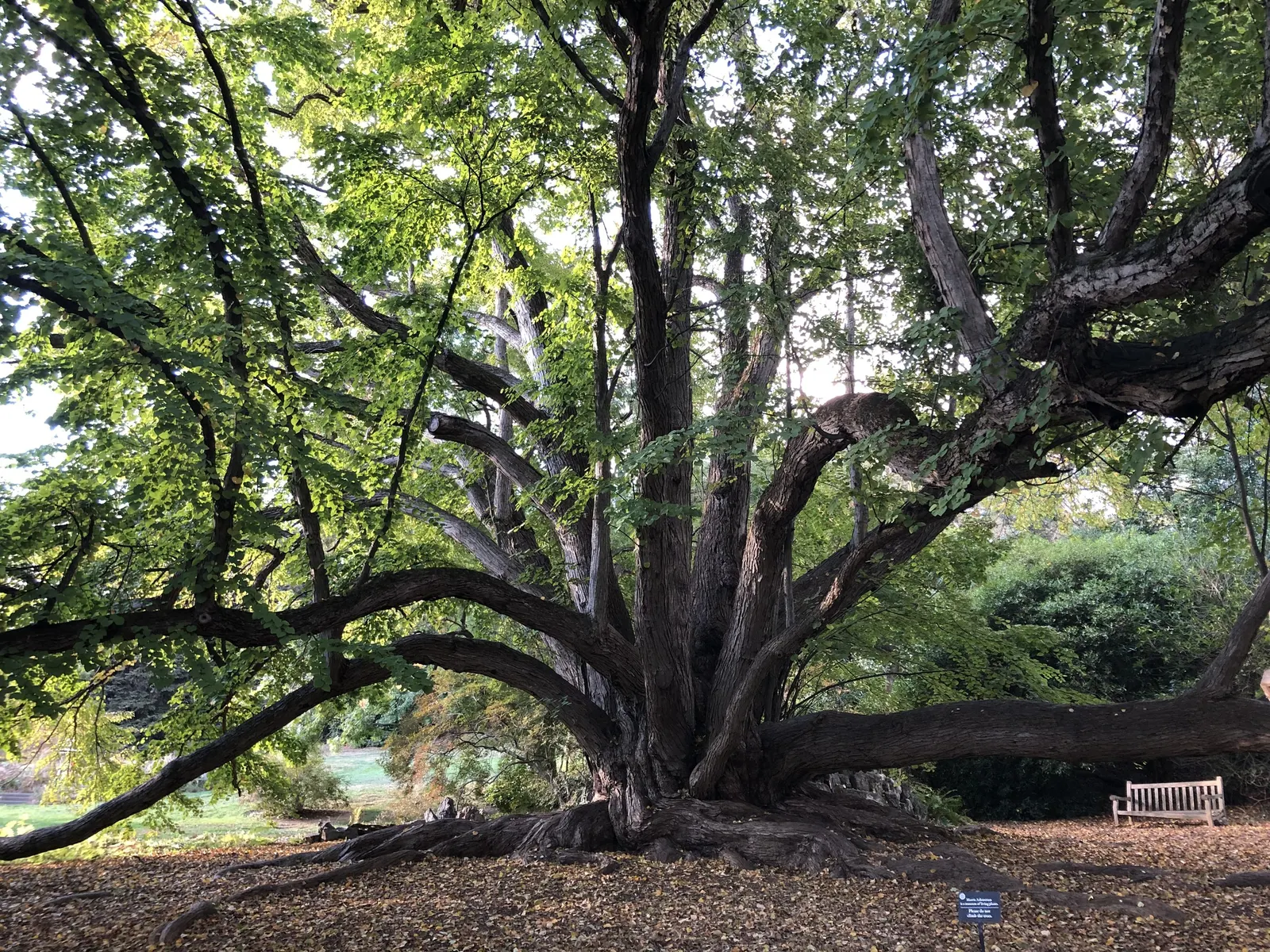 Katsura Tree (Cercidiphyllum Japonicum) — tree for full or half; due to its shallow root system