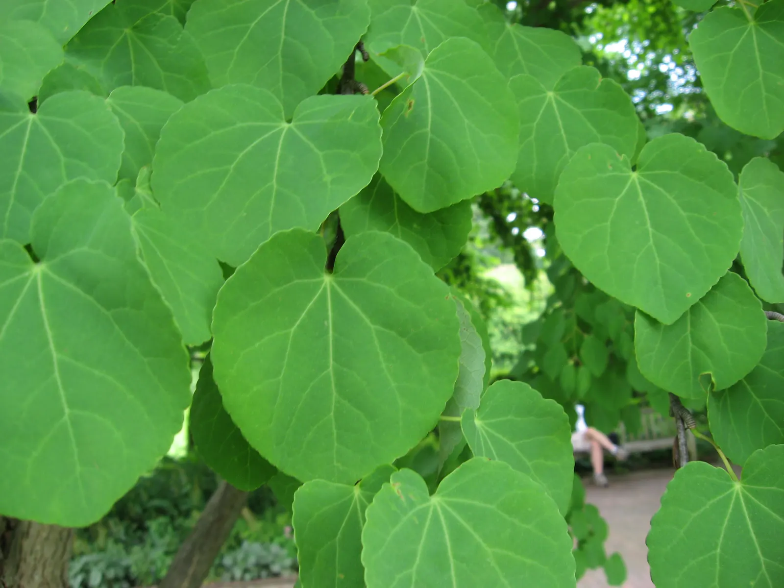 Katsura Tree (Cercidiphyllum Japonicum) — Its growth rate is moderate; the foliage steals the show with shades of yellow, image 61