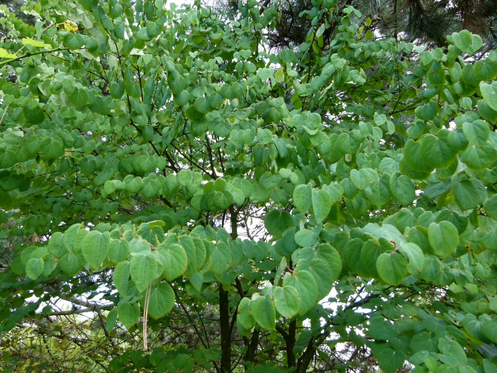 Katsura Tree (Cercidiphyllum Japonicum) — creating a serene outdoor sanctuary; and with a pyramidal form in youth that gracefully rounds out with age