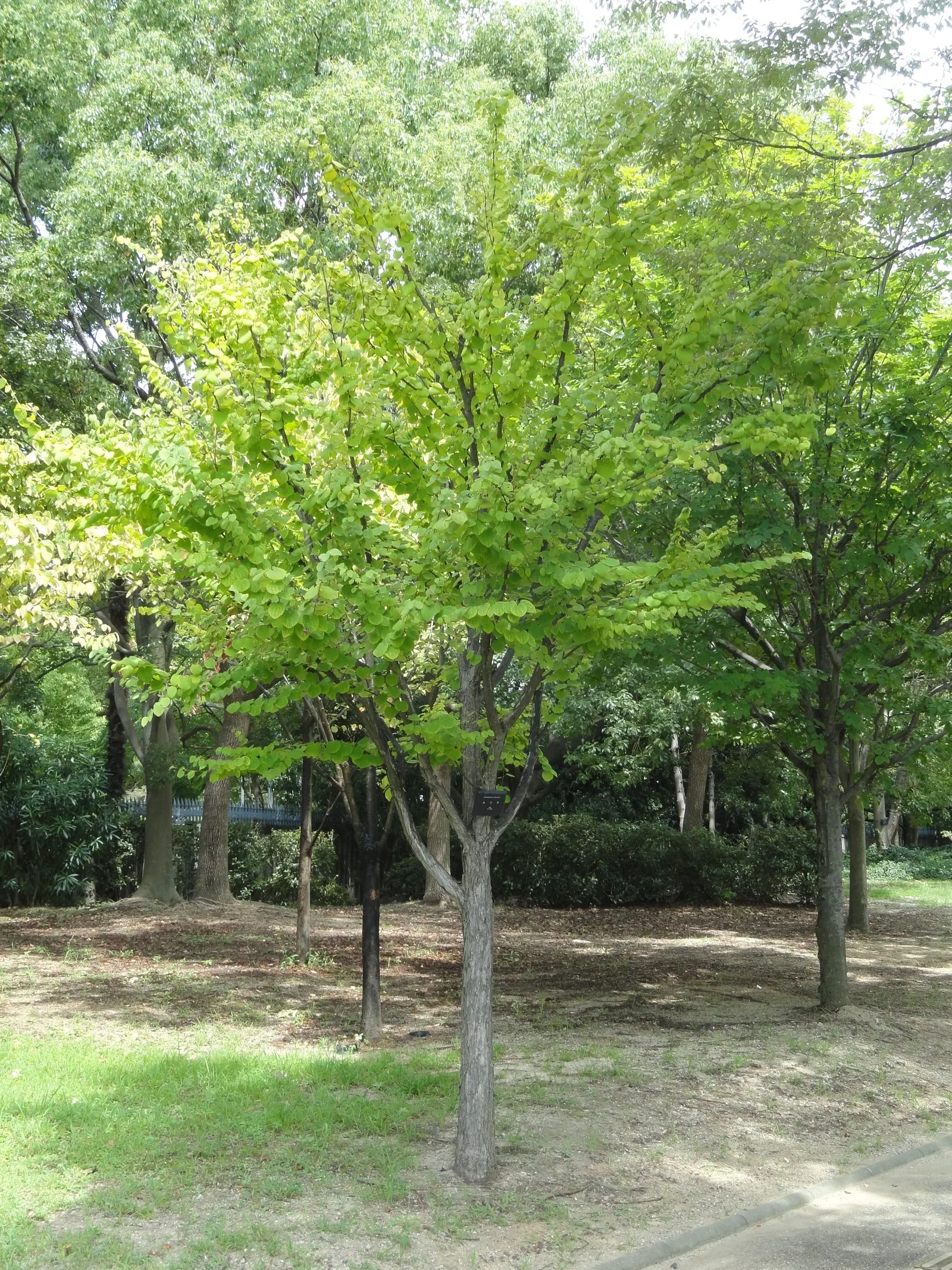 Katsura Tree (Cercidiphyllum Japonicum) — Revered for its heart-shaped leaves; the Katsura Tree (Cercidiphyllum japonicum) is a captivating, image 76