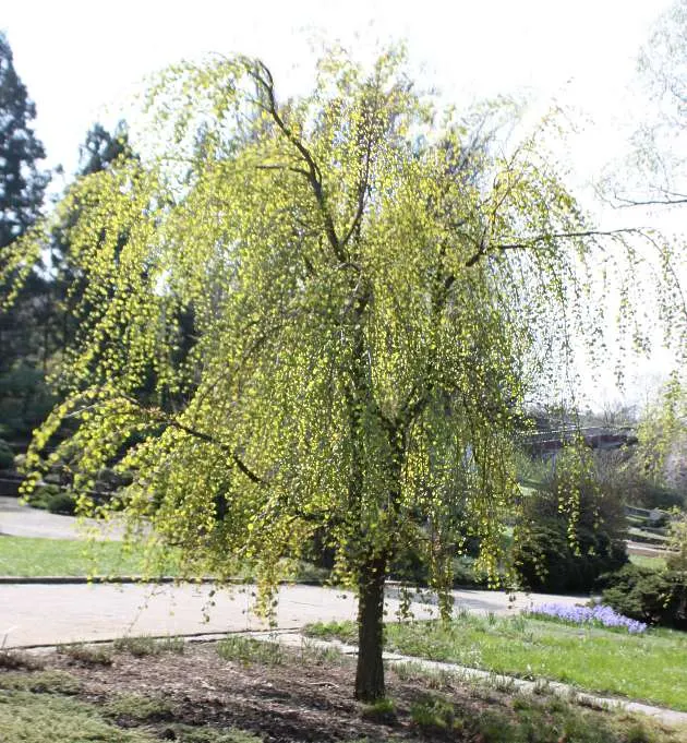 Katsura Tree (Cercidiphyllum Japonicum) — maturing to approximately 40-60 feet tall; this tree typically reaches a height of 40 to 60 feet with a, image 74