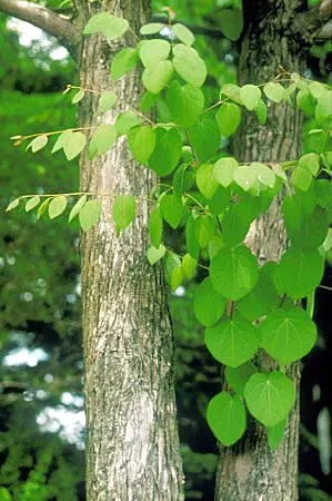 Katsura Tree (Cercidiphyllum Japonicum) — is a remarkably graceful deciduous species revered for its aesthetic appeal throughout all four seasons; making it an