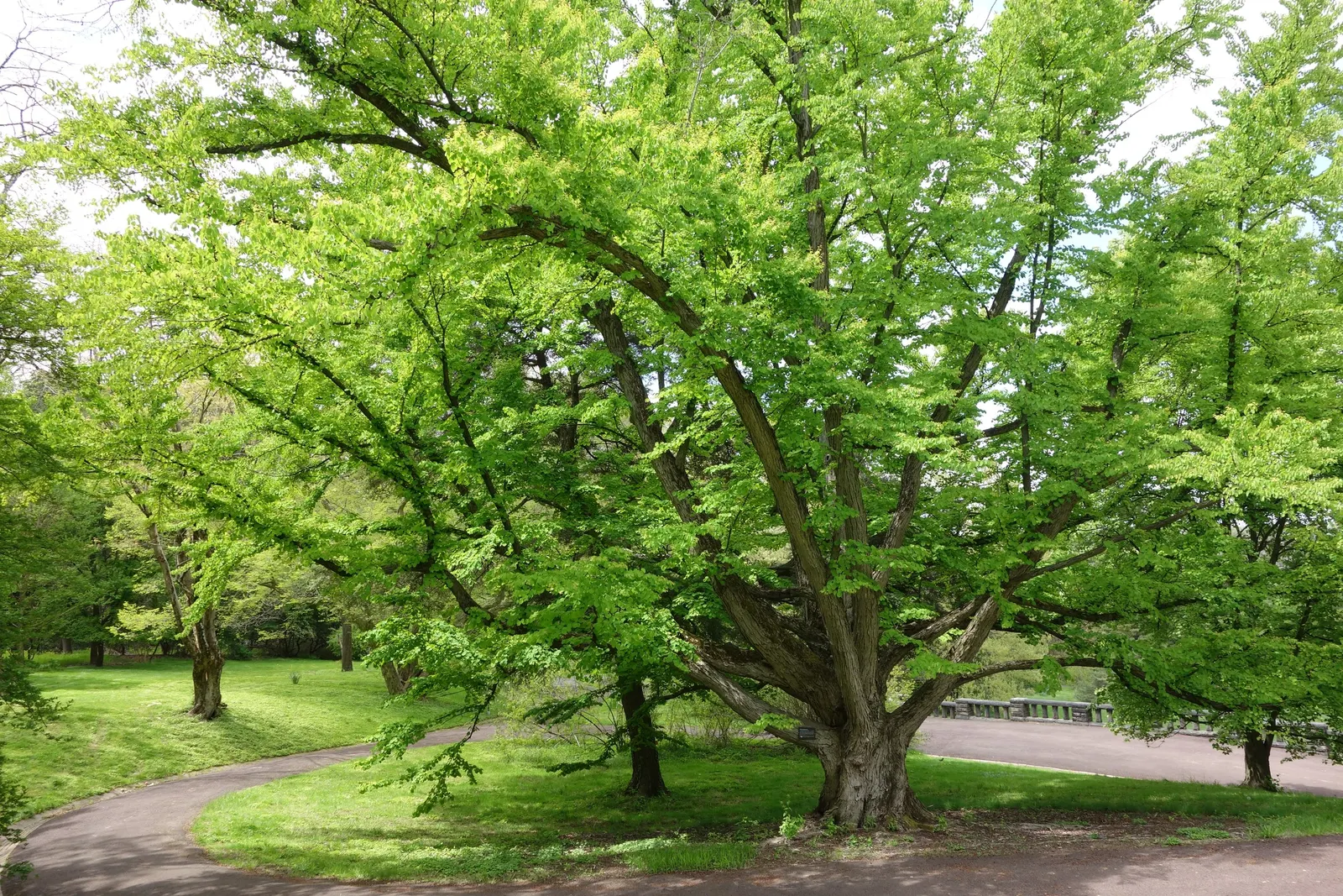 Katsura Tree (Cercidiphyllum Japonicum) — is a remarkably graceful deciduous species revered for its aesthetic appeal throughout all four seasons, image 57