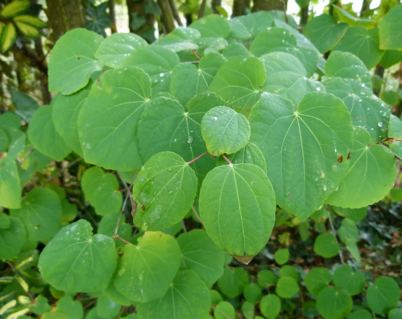 Katsura Tree (Cercidiphyllum Japonicum) — is a remarkably graceful deciduous species revered for its aesthetic appeal throughout all four seasons