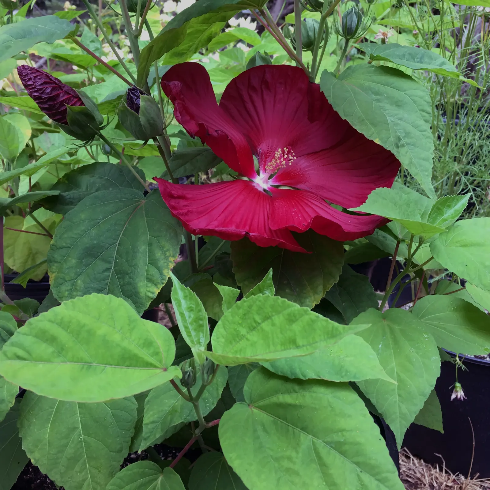 Luna Red Rose Mallow (Hibiscus Moscheutos 'Luna Red') — This particular cultivar is noteworthy for its striking