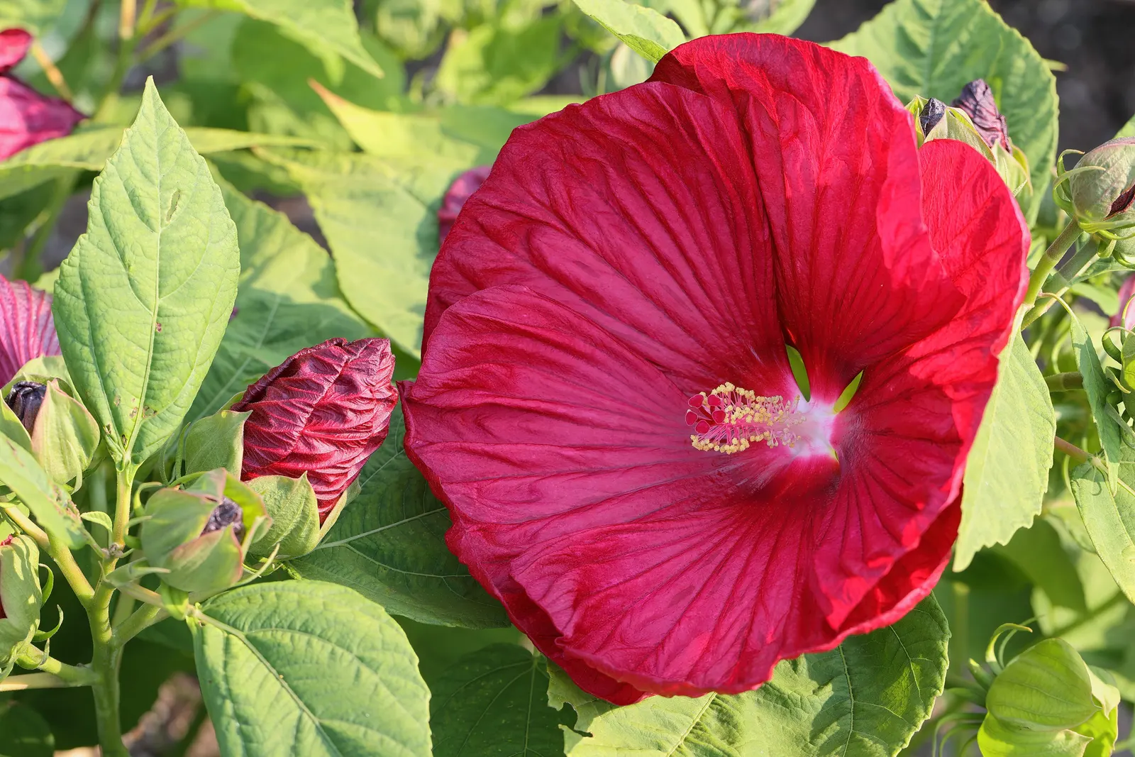 Luna Red Rose Mallow (Hibiscus Moscheutos 'Luna Red') — stands as an alluring perennial that brings a tropical flair to temperate gardens