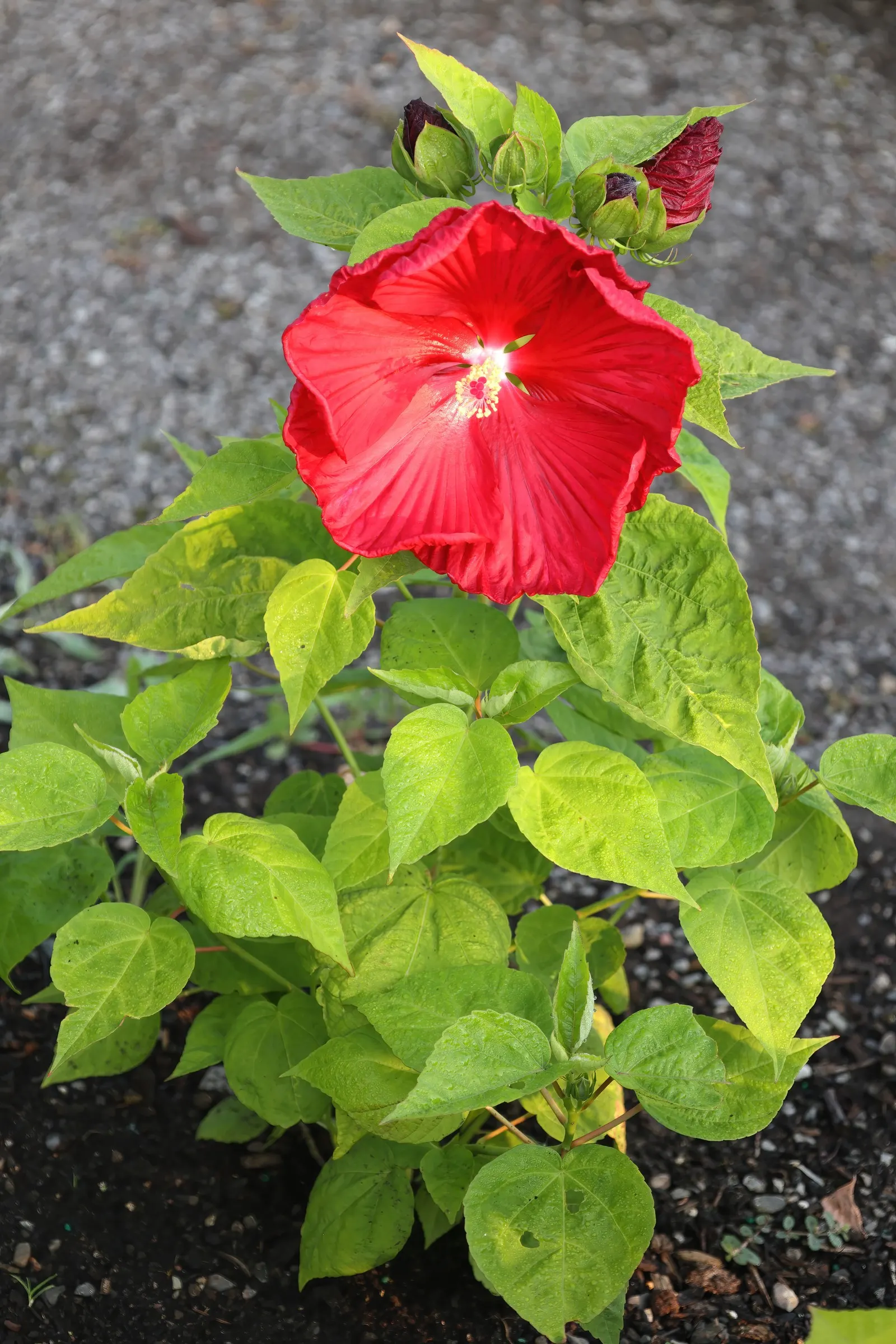 Luna Red Rose Mallow (Hibiscus Moscheutos 'Luna Red') — Thriving in USDA Zones 5-10, it prefers full sun and moist soil