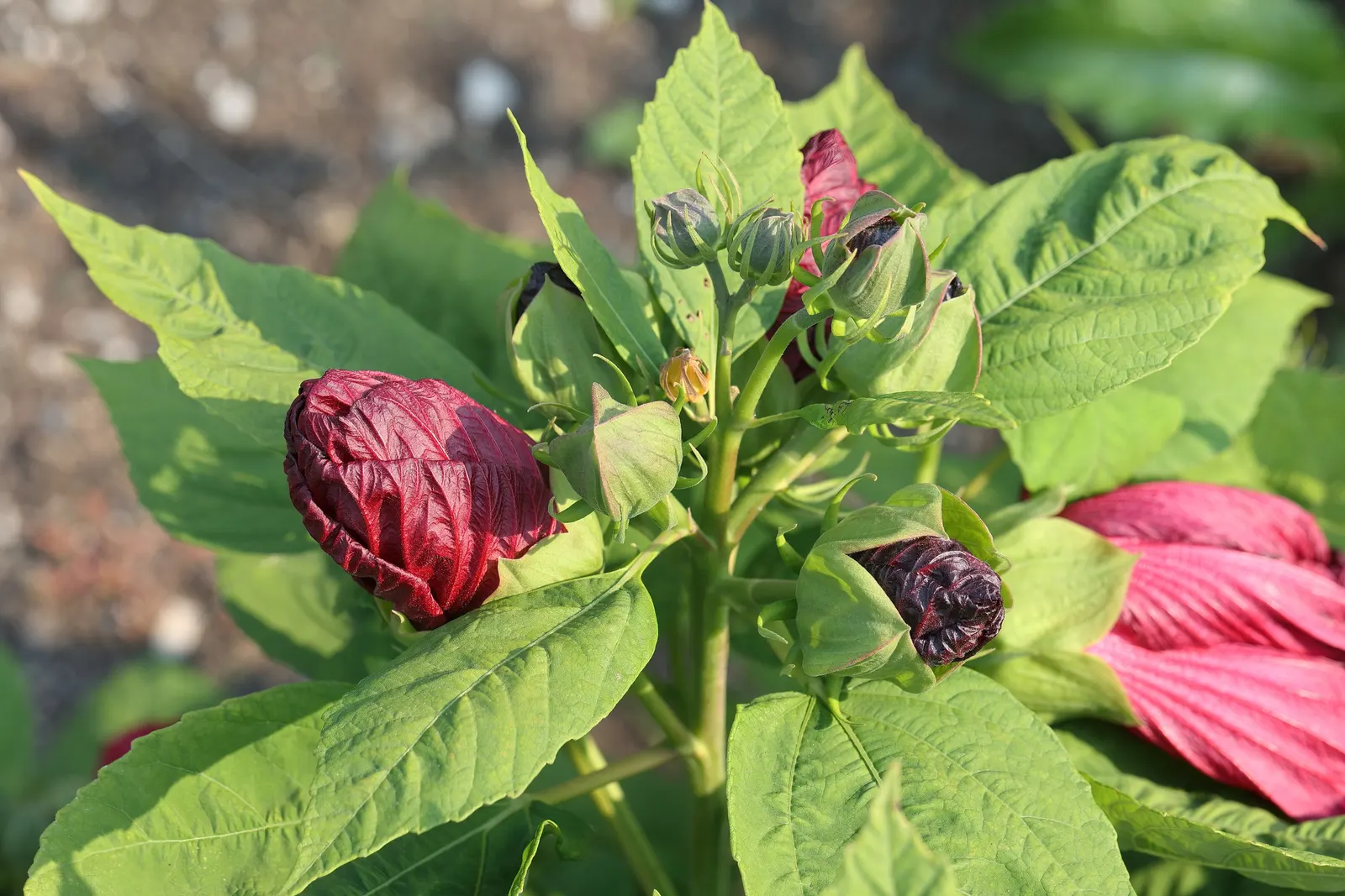 Luna Red Rose Mallow (Hibiscus Moscheutos 'Luna Red') — vibrant red blooms up to 8 inches across