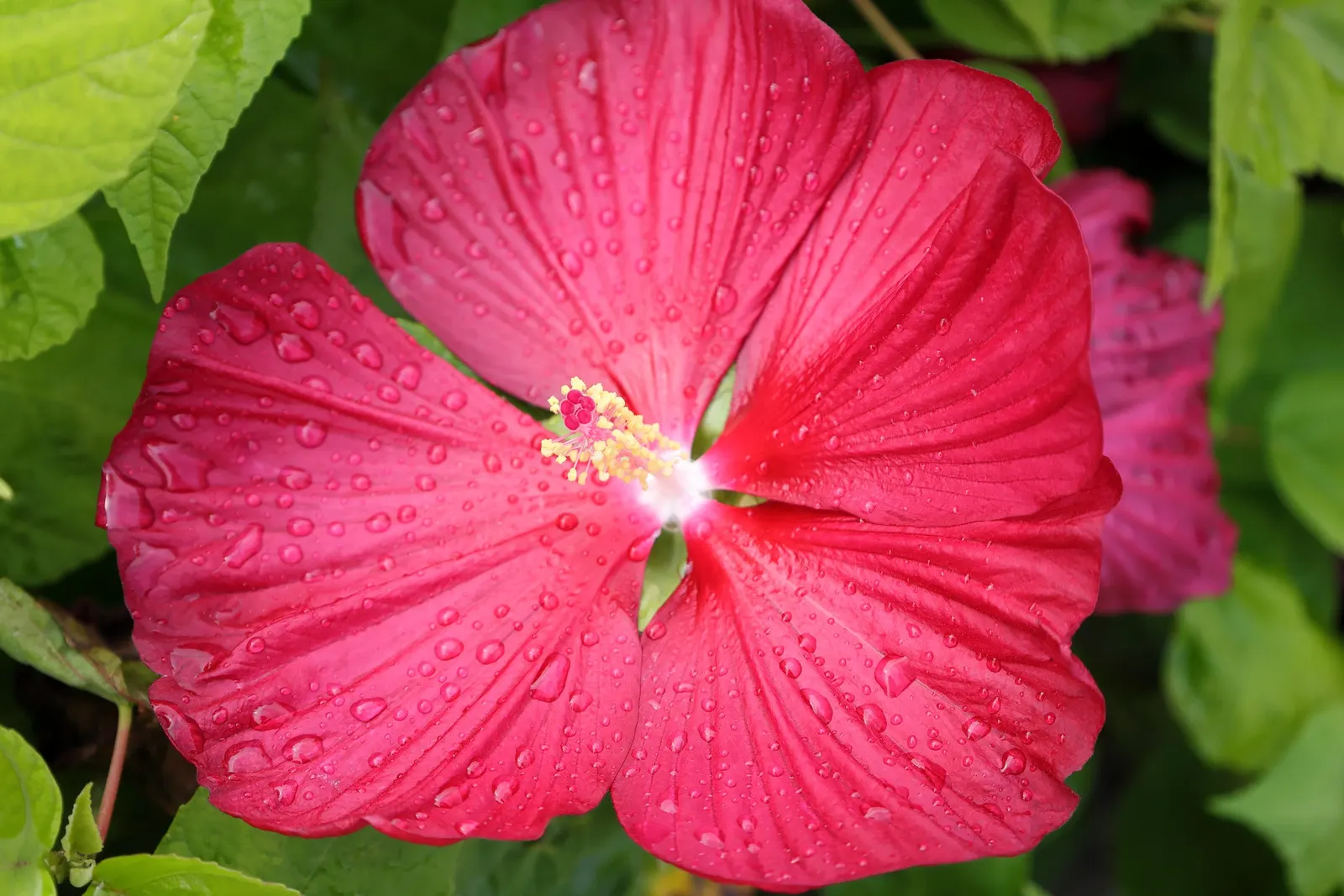 Luna Red Rose Mallow (Hibiscus Moscheutos 'Luna Red') — This perennial reaches 2-3 feet in height and spreads 1-2 feet