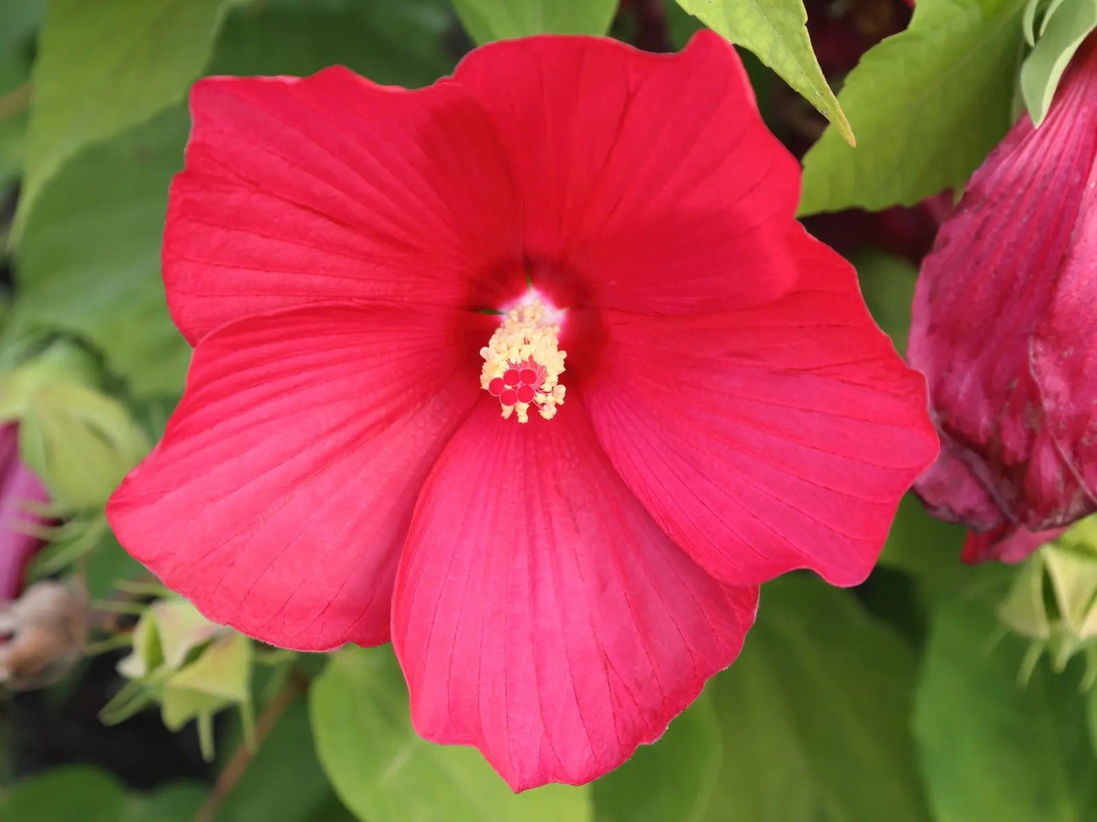 Luna Red Rose Mallow (Hibiscus Moscheutos 'Luna Red') — scientifically termed Hibiscus moscheutos 'Luna Red'