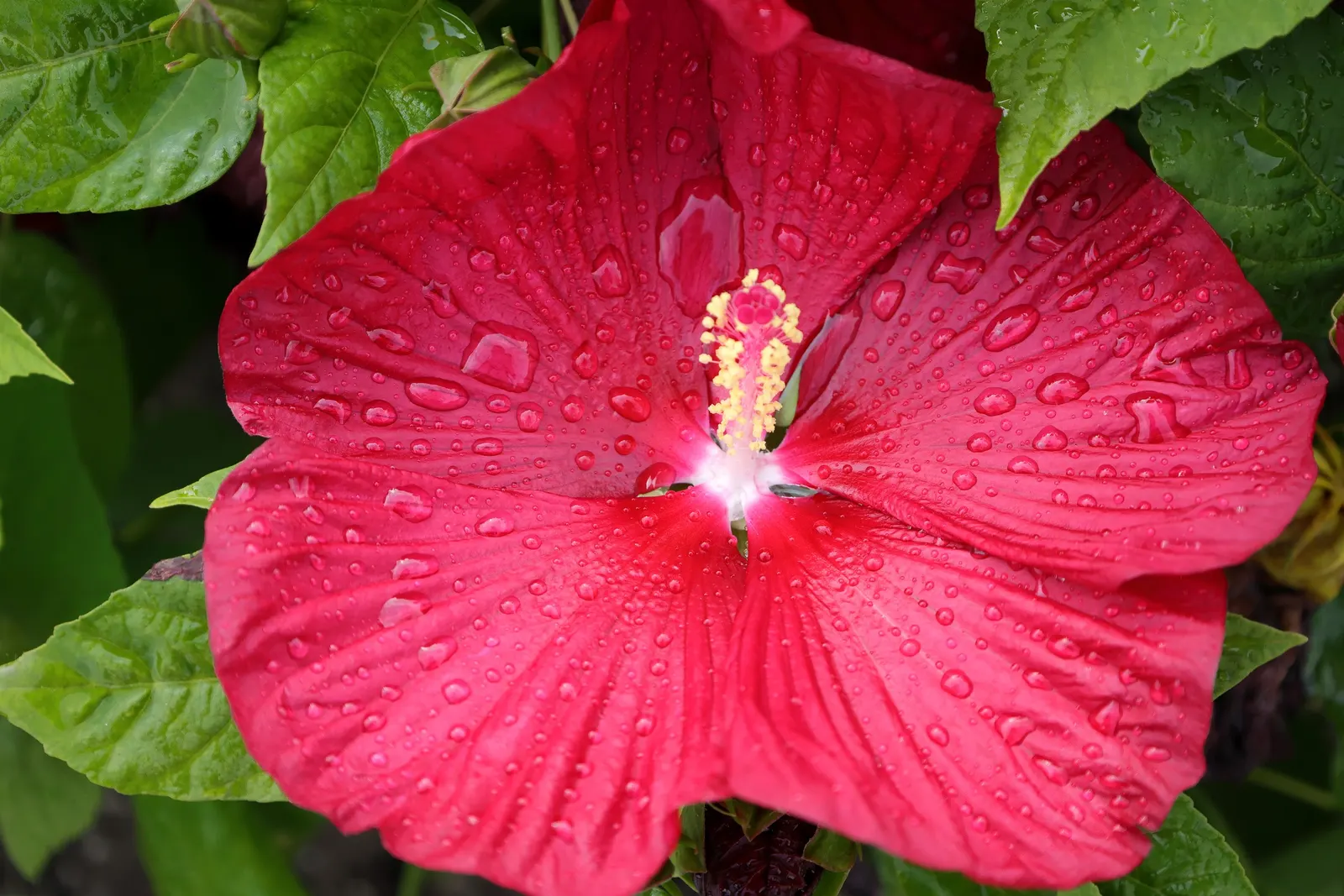 Luna Red Rose Mallow (Hibiscus Moscheutos 'Luna Red') — ideal for borders or as a striking specimen plant