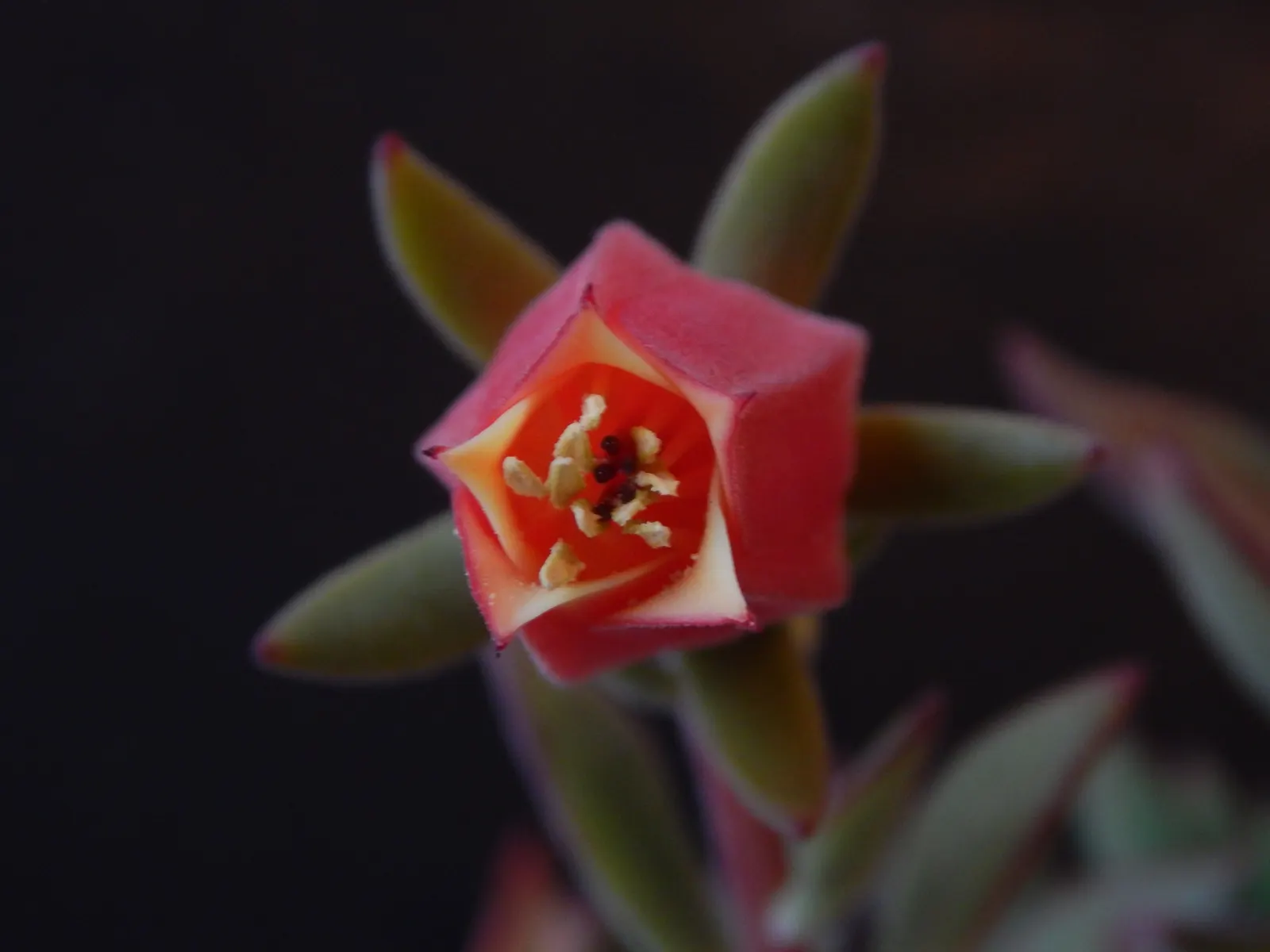 Plush Plant (Echeveria Harmsii) — lantern-shaped flowers on slender