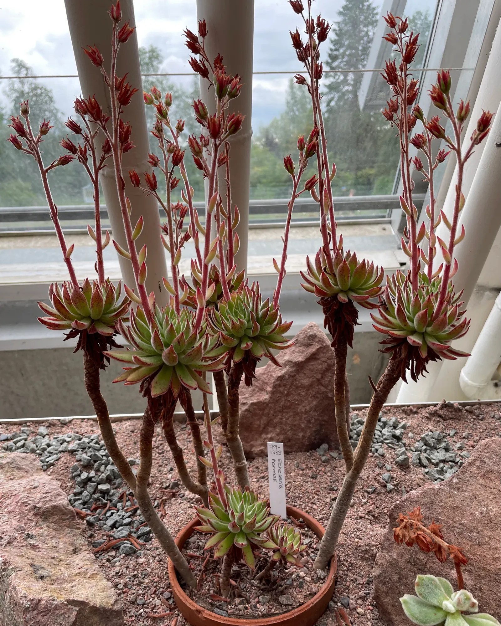 Plush Plant (Echeveria Harmsii) — Ideal for rock gardens or as container accents; requires well-draining soil and minimal watering; it performs best in