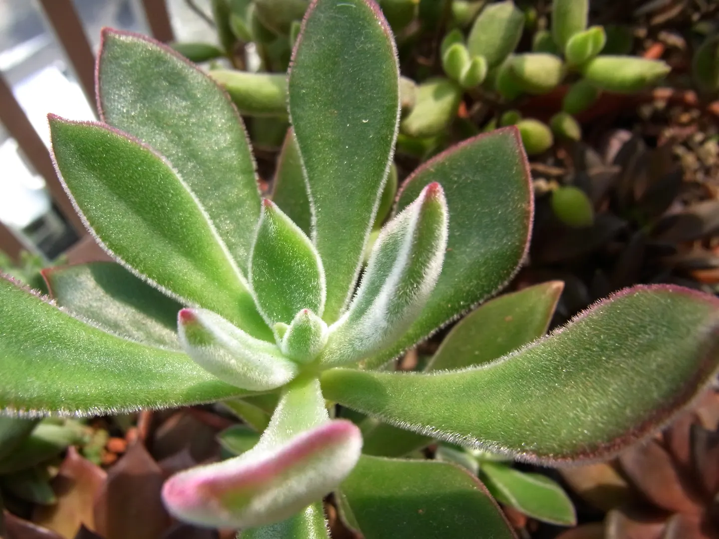 Plush Plant (Echeveria Harmsii) — evergreen succulent that is prized for its unique foliage and adds a touch of lushness to any landscape design