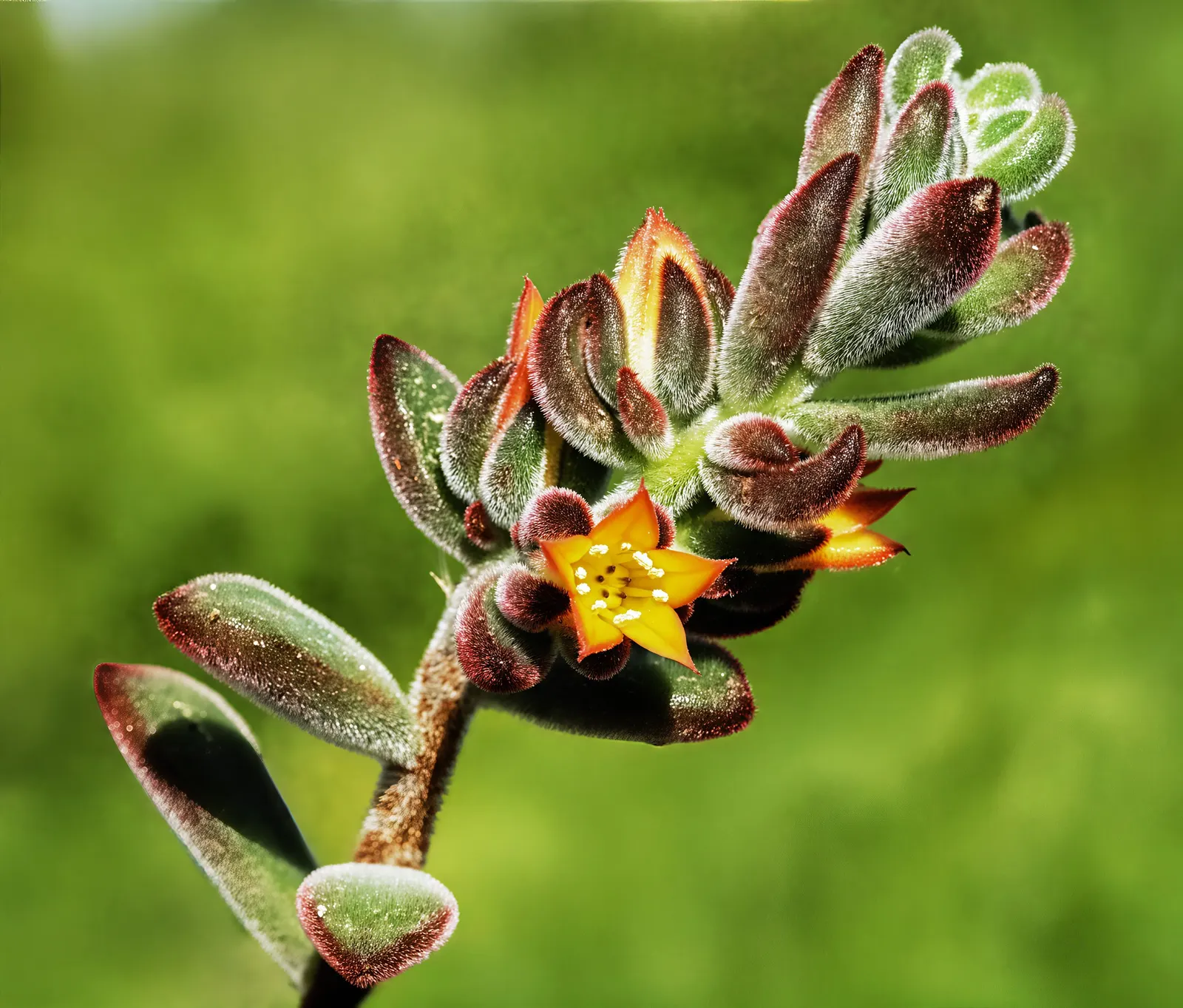 Plush Plant (Echeveria Harmsii) — or as a striking container specimen.<br><br>Echeveria harmsii sports fleshy; spring brings bright orange bell-shaped flowers