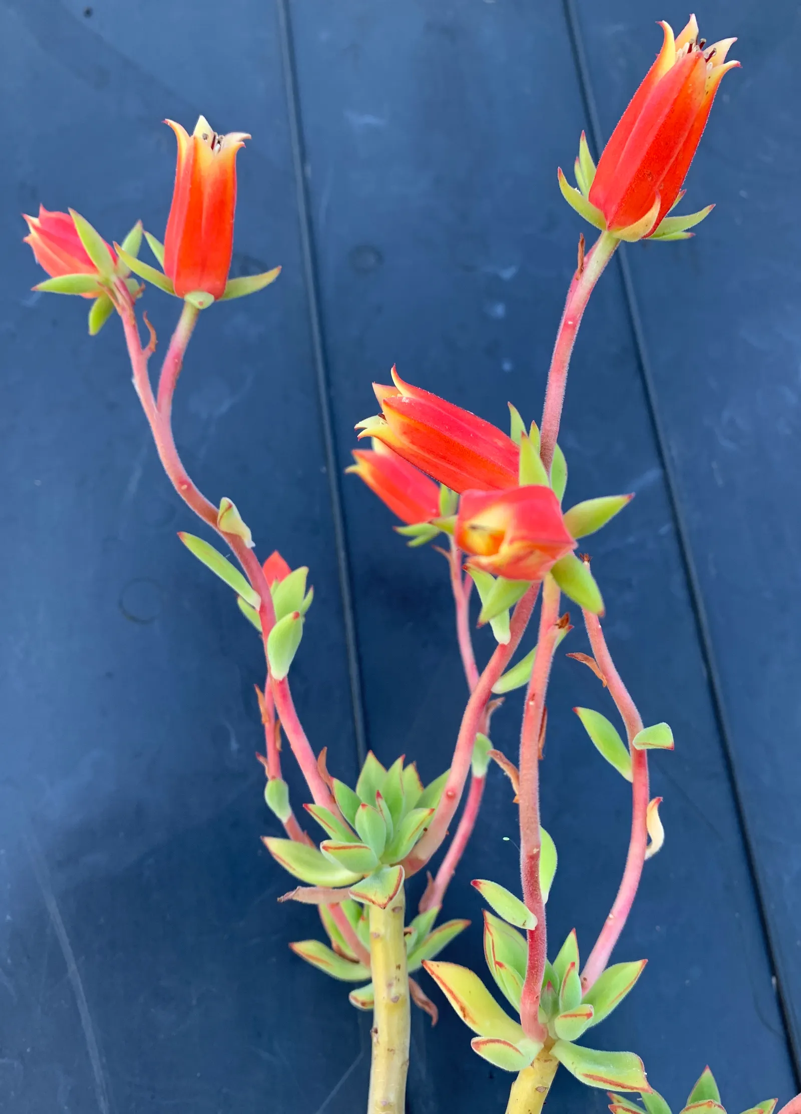 Plush Plant (Echeveria Harmsii) — succulent with orange blooms