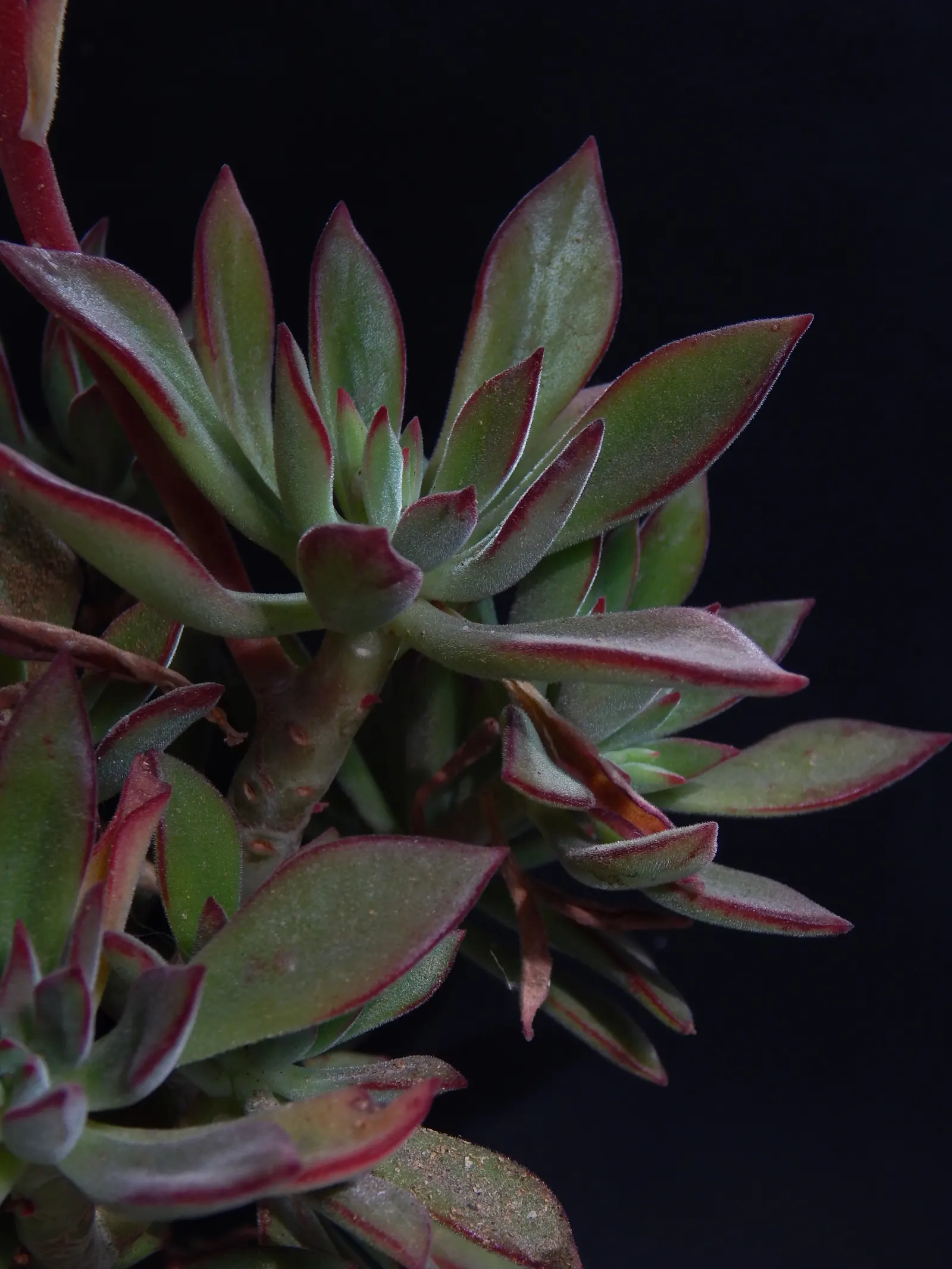 Plush Plant (Echeveria Harmsii) — This species favors a full sun to partial shade exposure