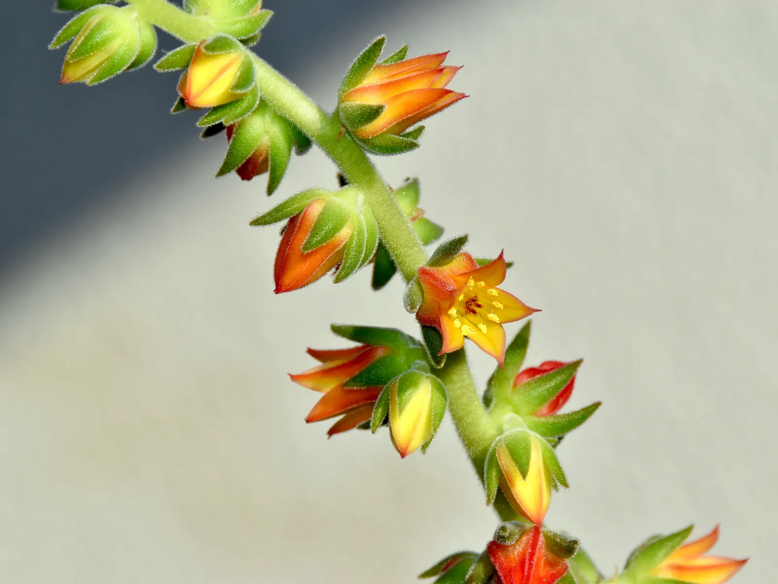 Plush Plant (Echeveria Harmsii) — orange flowers in the garden; ideal for rock gardens or as container accents; requires well-draining soil and minimal watering