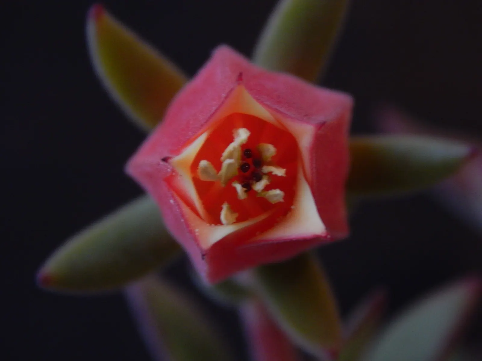 Plush Plant (Echeveria Harmsii) — This rosette-forming evergreen can reach heights and widths up to 12 inches; this species favors a full sun to partial shade