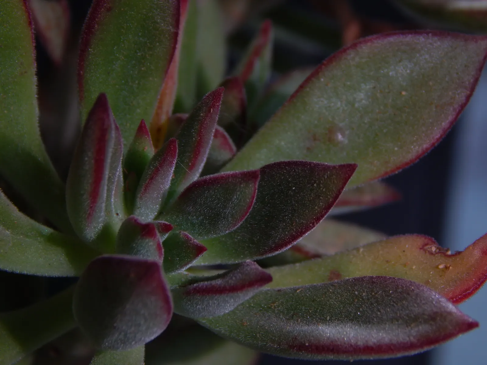 Plush Plant (Echeveria Harmsii) — spoon-shaped leaves that are covered with a fine layer of plush-like hairs