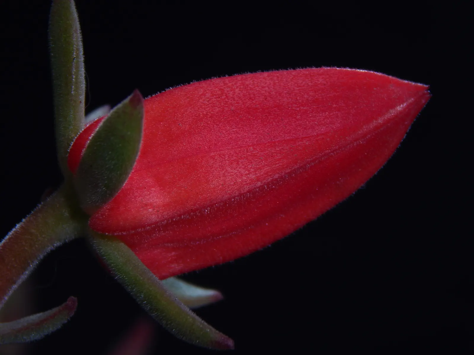 Plush Plant (Echeveria Harmsii) — orange flowers in the garden