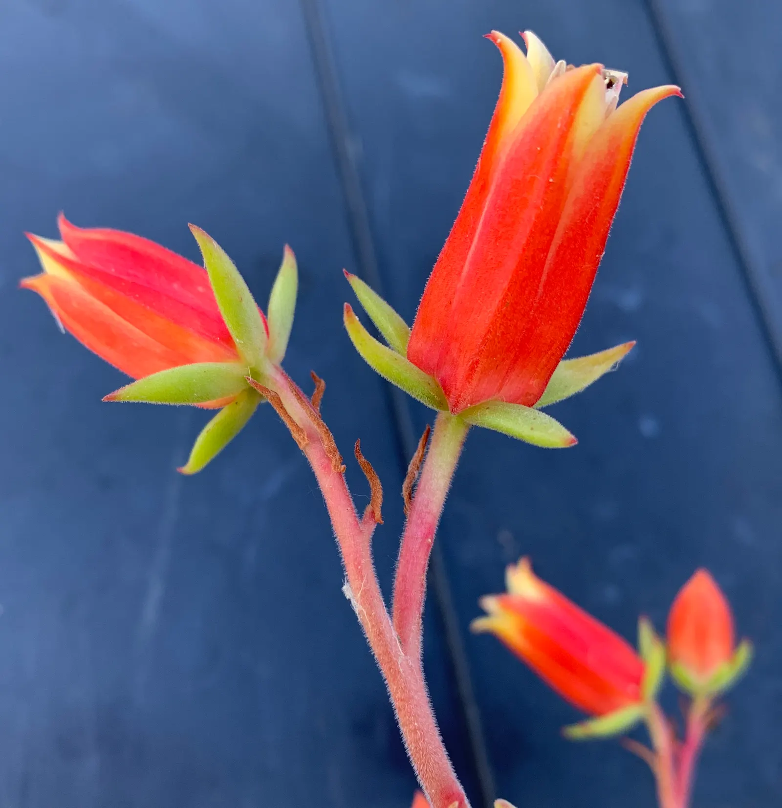 Plush Plant (Echeveria Harmsii) — coated in fine peach fuzz