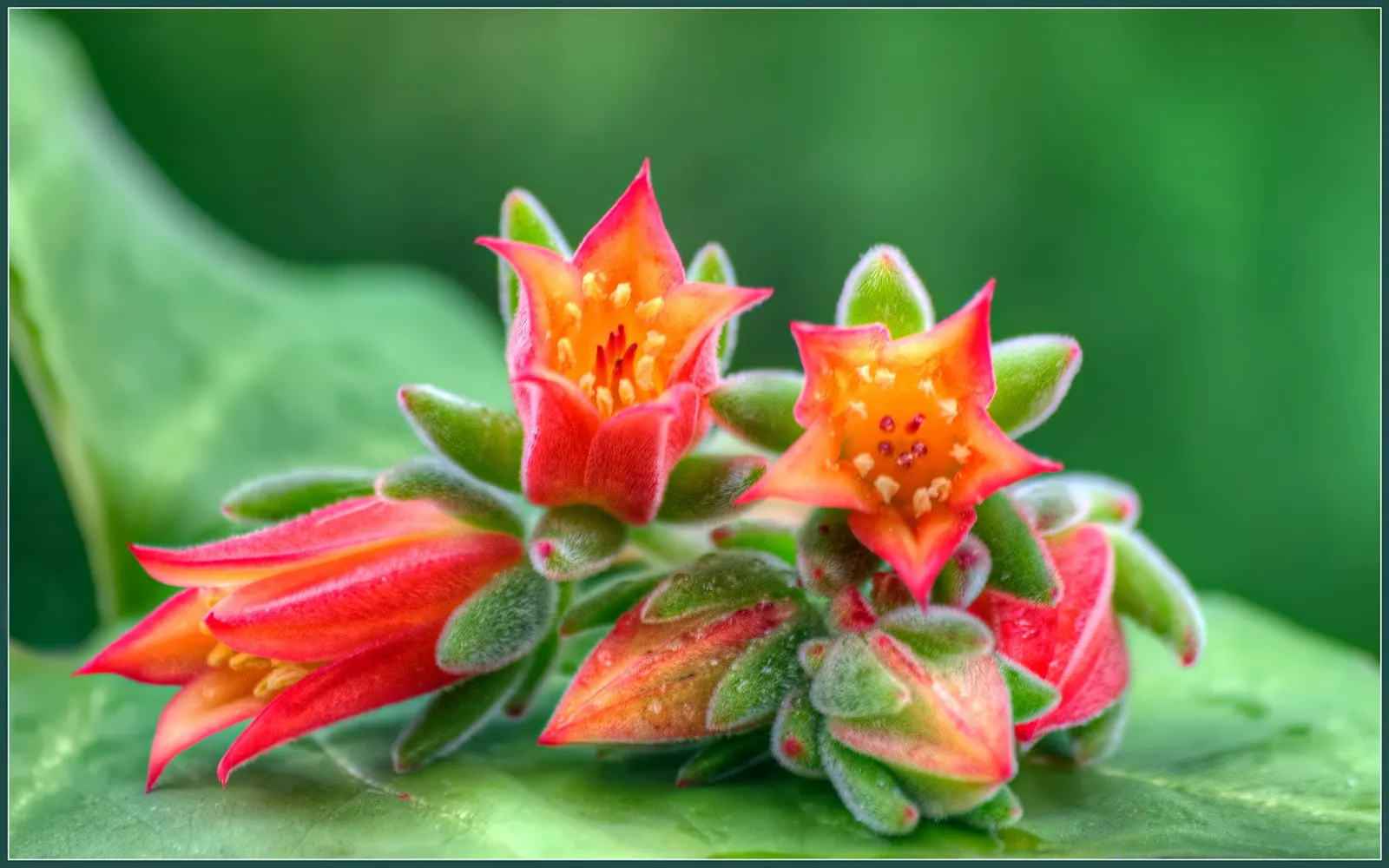 Plush Plant (Echeveria Harmsii) — coated in fine peach fuzz; or as a striking container specimen.<br><br>Echeveria harmsii sports fleshy