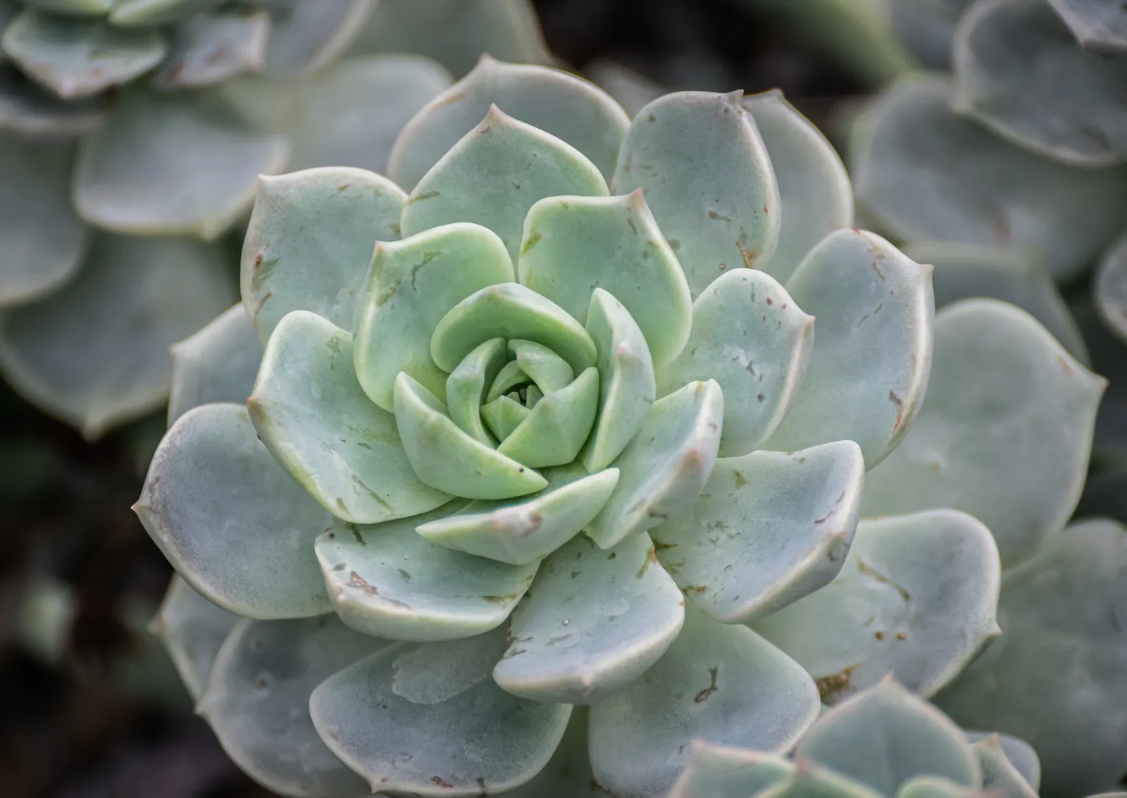Plush Plant (Echeveria Harmsii) — is a succulent featuring lanceolate green leaves with vivid red edges