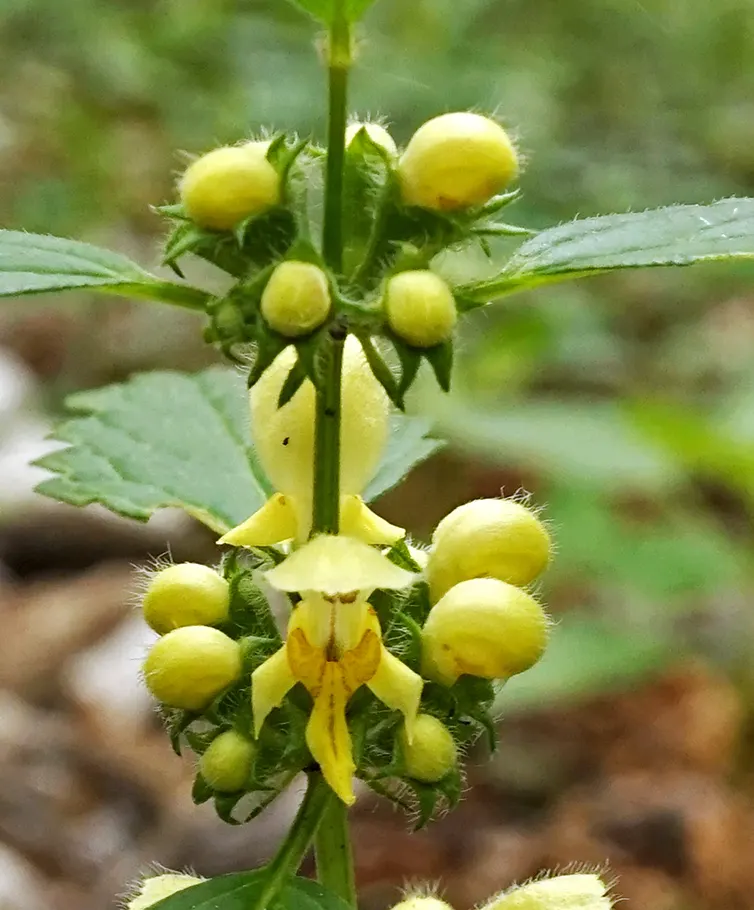 Yellow Dead Nettle (Lamium Maculatum 'Aureum') — This deer-resistant plant adds a colorful accent to shaded gardens or under trees