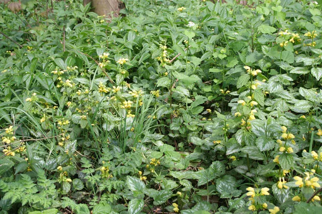 Yellow Dead Nettle (Lamium Maculatum 'Aureum') — Yellow Dead Nettle (Lamium maculatum 'Aureum') is a vibrant, low-growing perennial ideal for ground cover