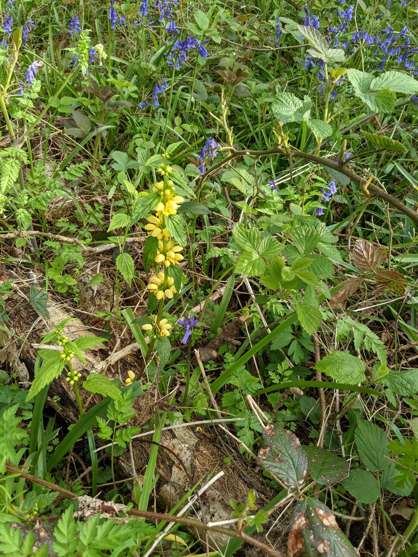 Yellow Dead Nettle (Lamium Maculatum 'Aureum') — This hardy groundcover typically reaches a height of 6 to 8 inches
