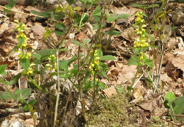 Yellow Dead Nettle (Lamium Maculatum 'Aureum') — commonly known as the Yellow Dead Nettle