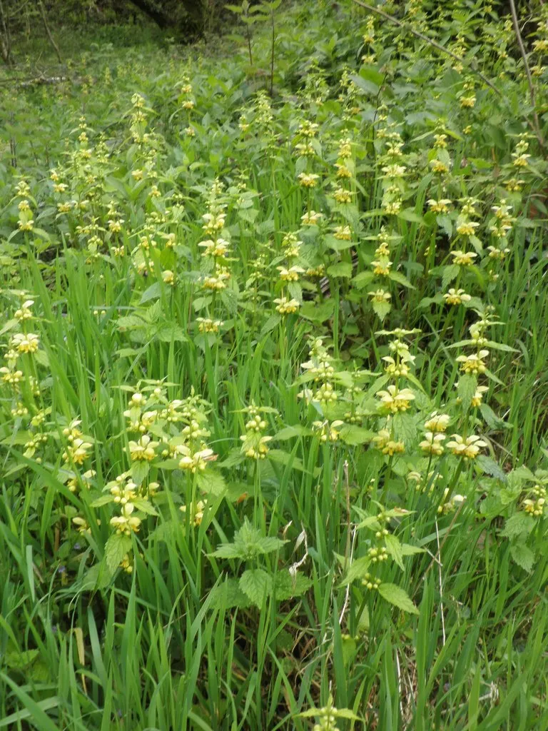 Yellow Dead Nettle (Lamium Maculatum 'Aureum') — Preferring partial to full shade, it thrives in zones 4-8 and requires well-drained soil