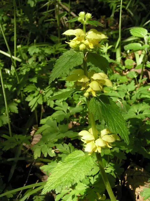 Yellow Dead Nettle (Lamium Maculatum 'Aureum') — Its golden-yellow foliage reaches 8 inches tall, with a spread of up to 24 inches