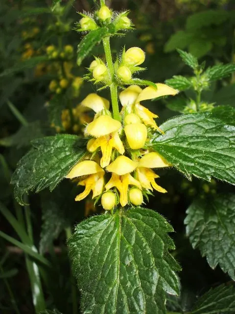 Yellow Dead Nettle (Lamium Maculatum 'Aureum') — is a vibrant and low-maintenance perennial that adds a splash of color to any shade garden