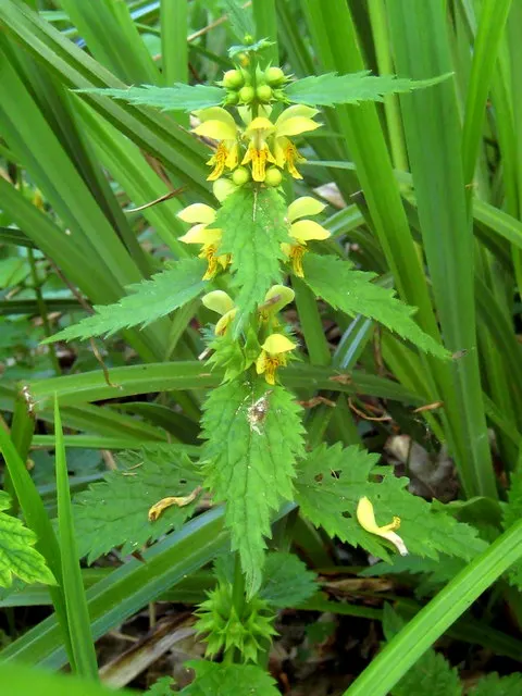 Yellow Dead Nettle (Lamium Maculatum 'Aureum') — In spring and summer, it boasts hood-like, pink-purple flowers