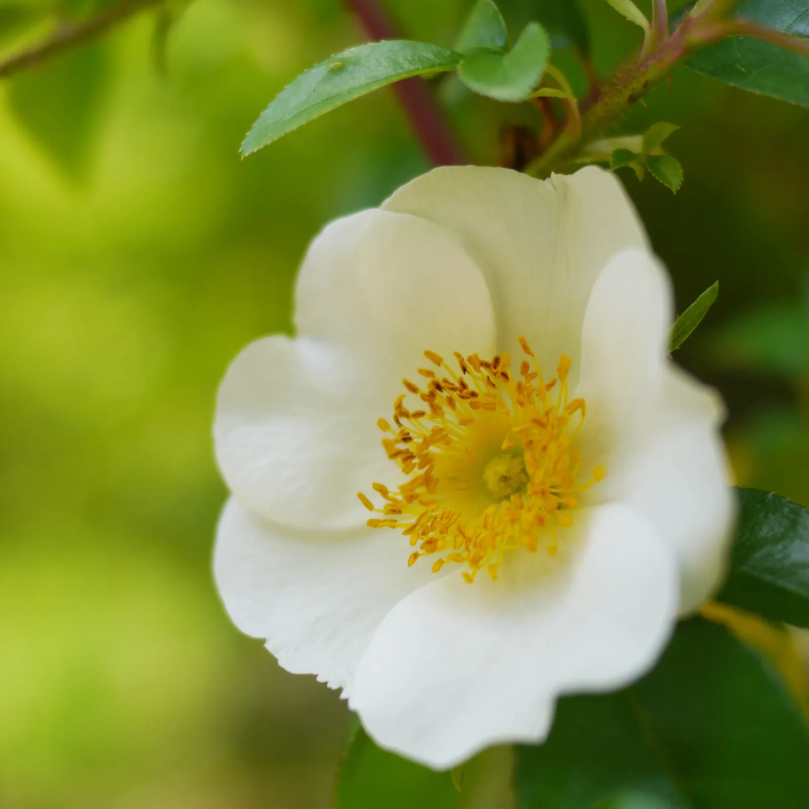 Climbing Rose, Cherokee Rose (Rosa Laevigata) — is a vigorous climbing rose that can reach up to 20 feet in length; this rose is not a recurrent bloomer