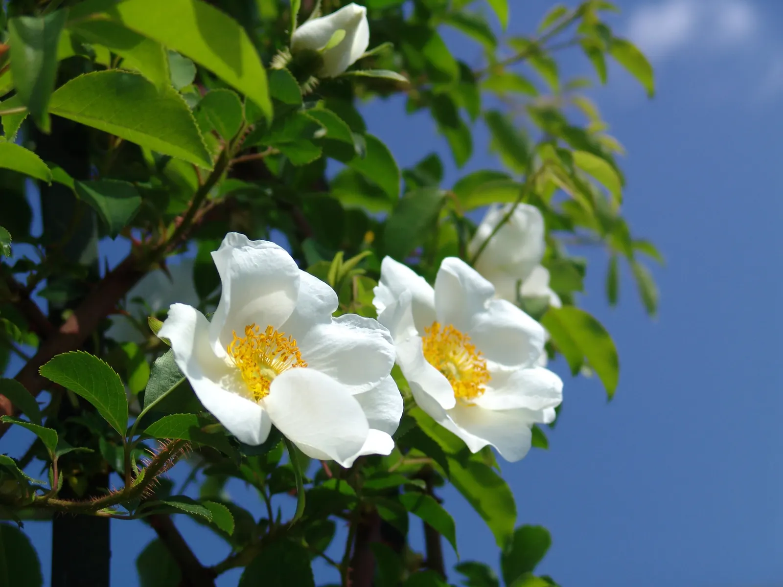 Climbing Rose, Cherokee Rose (Rosa Laevigata) — which typically emerge in the spring