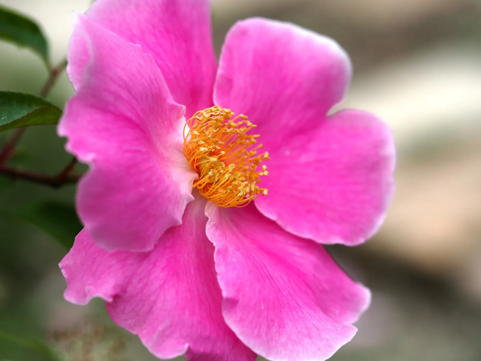 Climbing Rose, Cherokee Rose (Rosa Laevigata) — shrub / vine for full