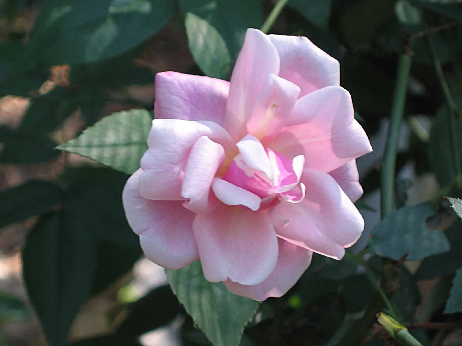 Climbing Rose, Cherokee Rose (Rosa Laevigata) — offering an enchanting and historical element to any garden